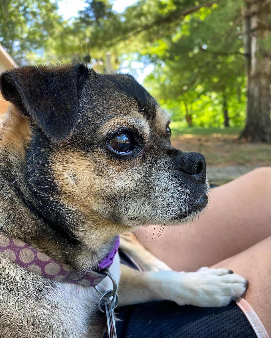 pug rat terrier mix