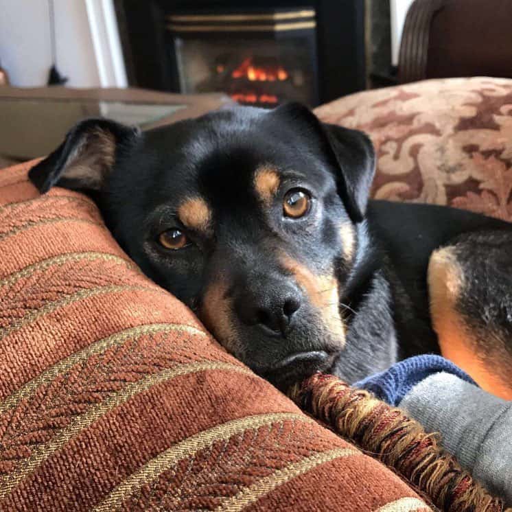 Pug Rottweiler mix lying on sofa