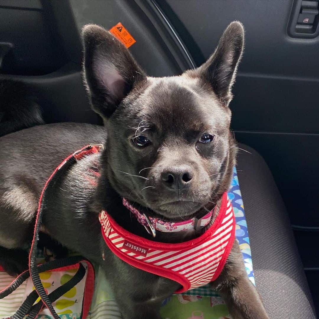 Pug Shiba is sitting in the car