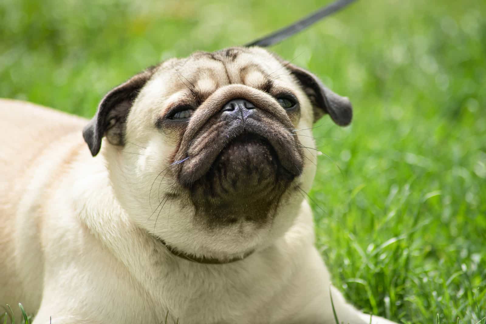 pug Sneezing