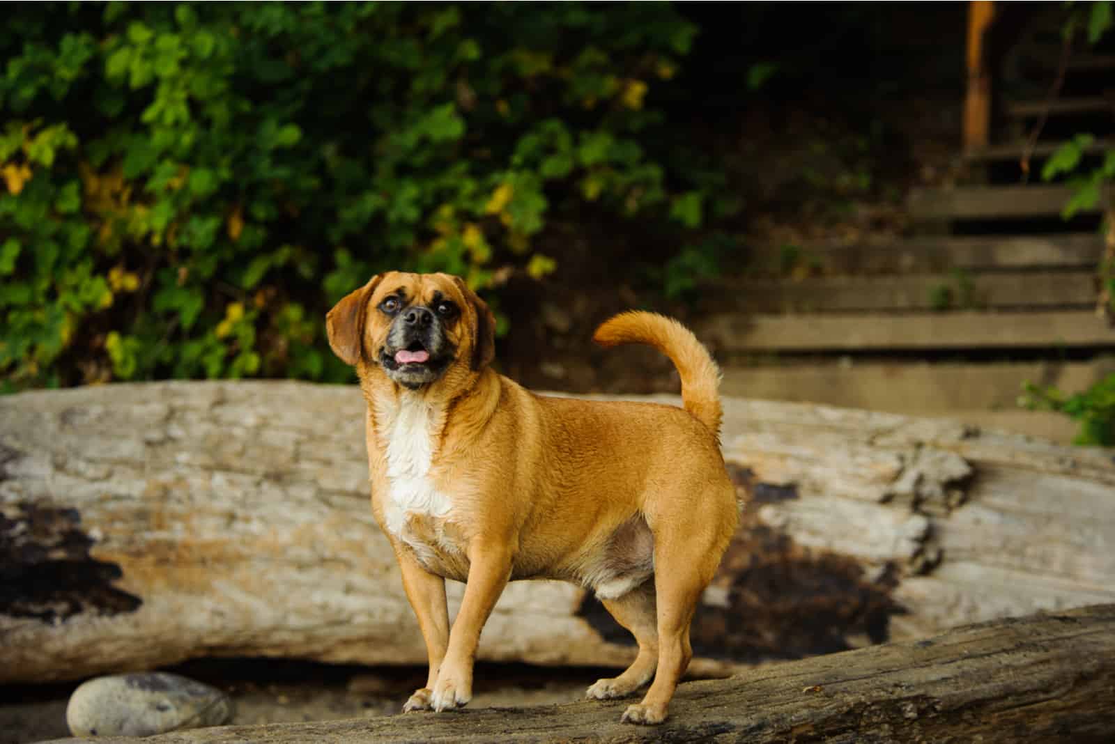 Puggle stands and looks at the camera