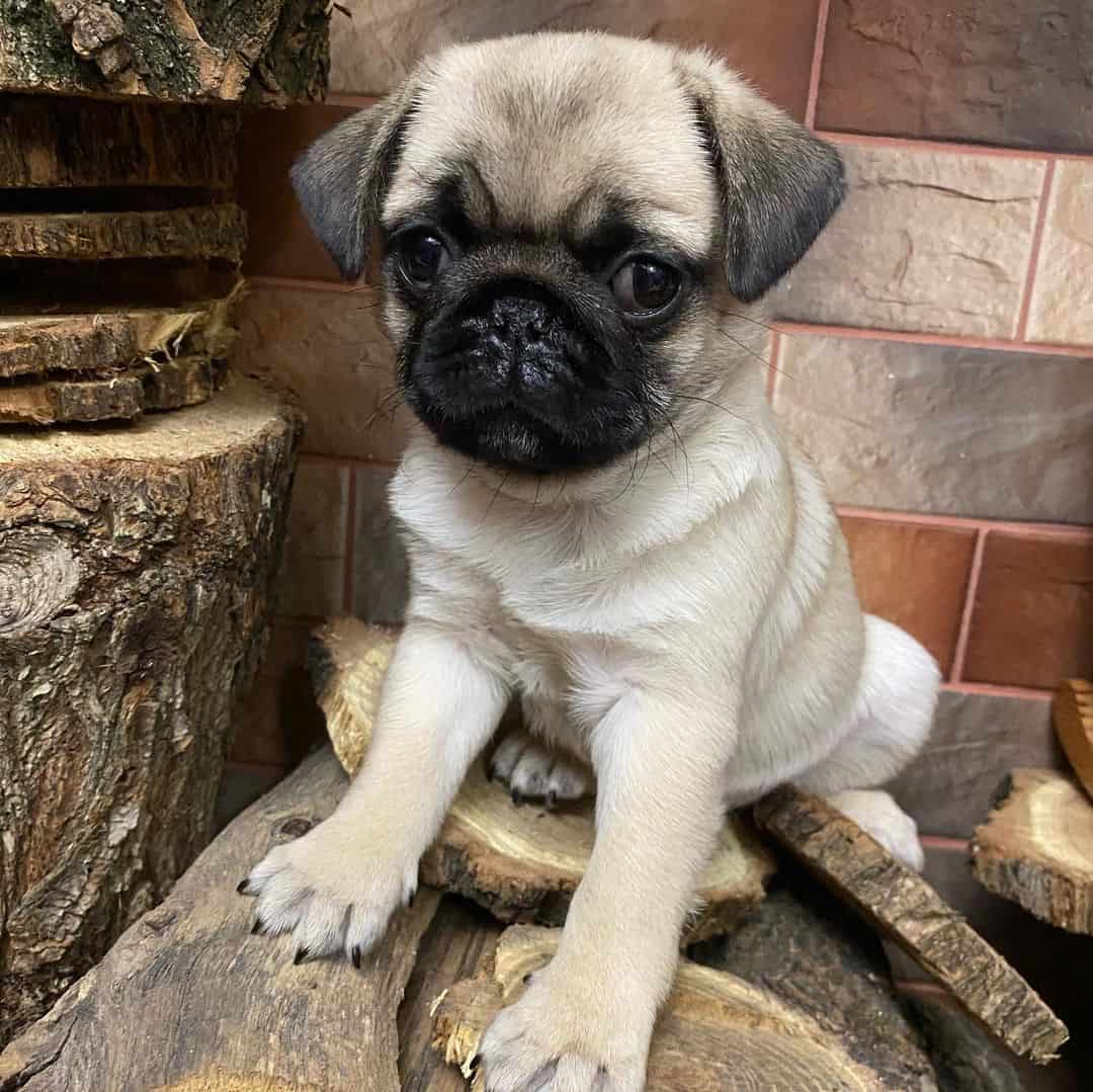 Pugita is sitting