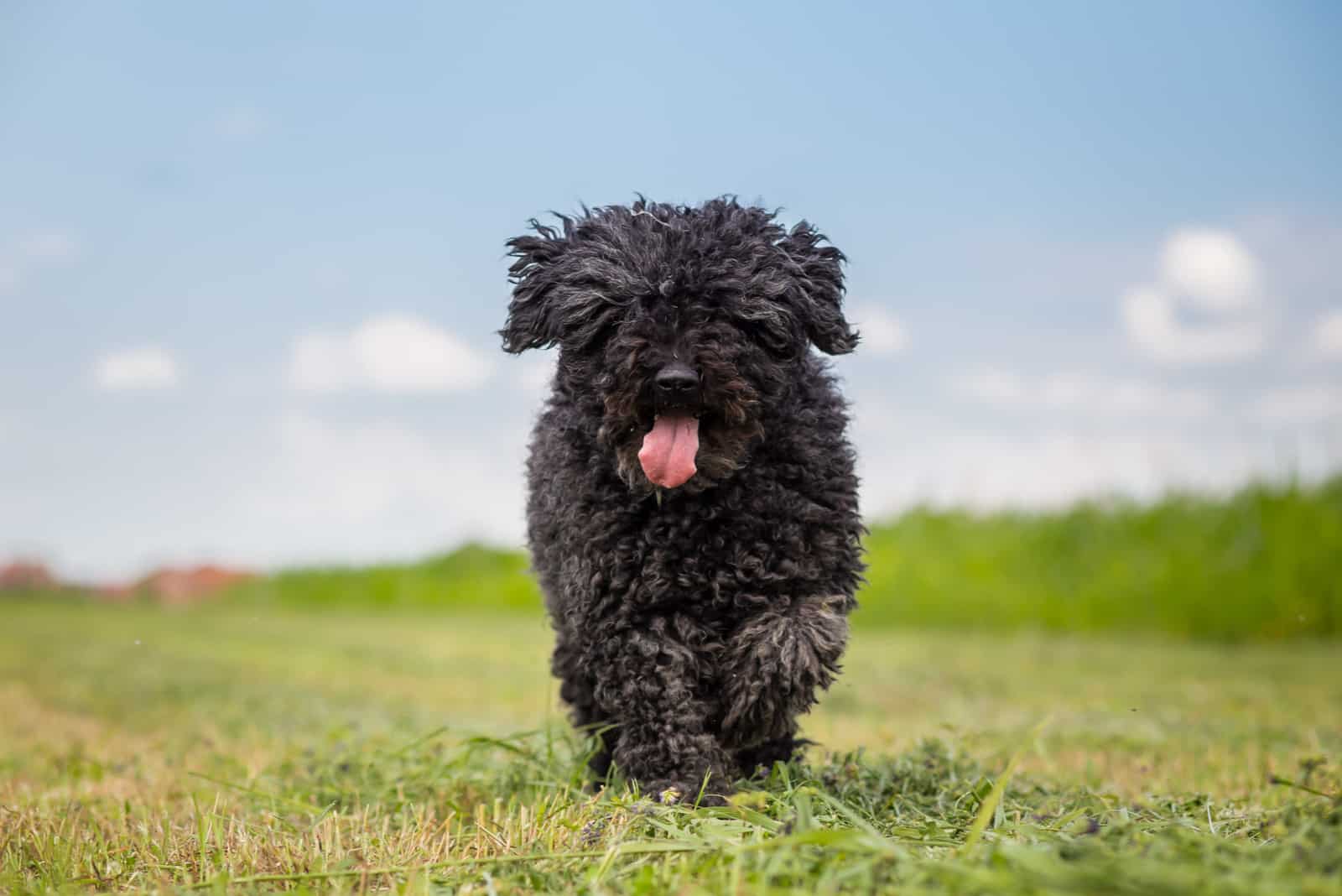 Pula runs across the field