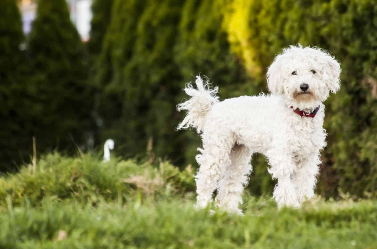 puli puppy standing in the yard