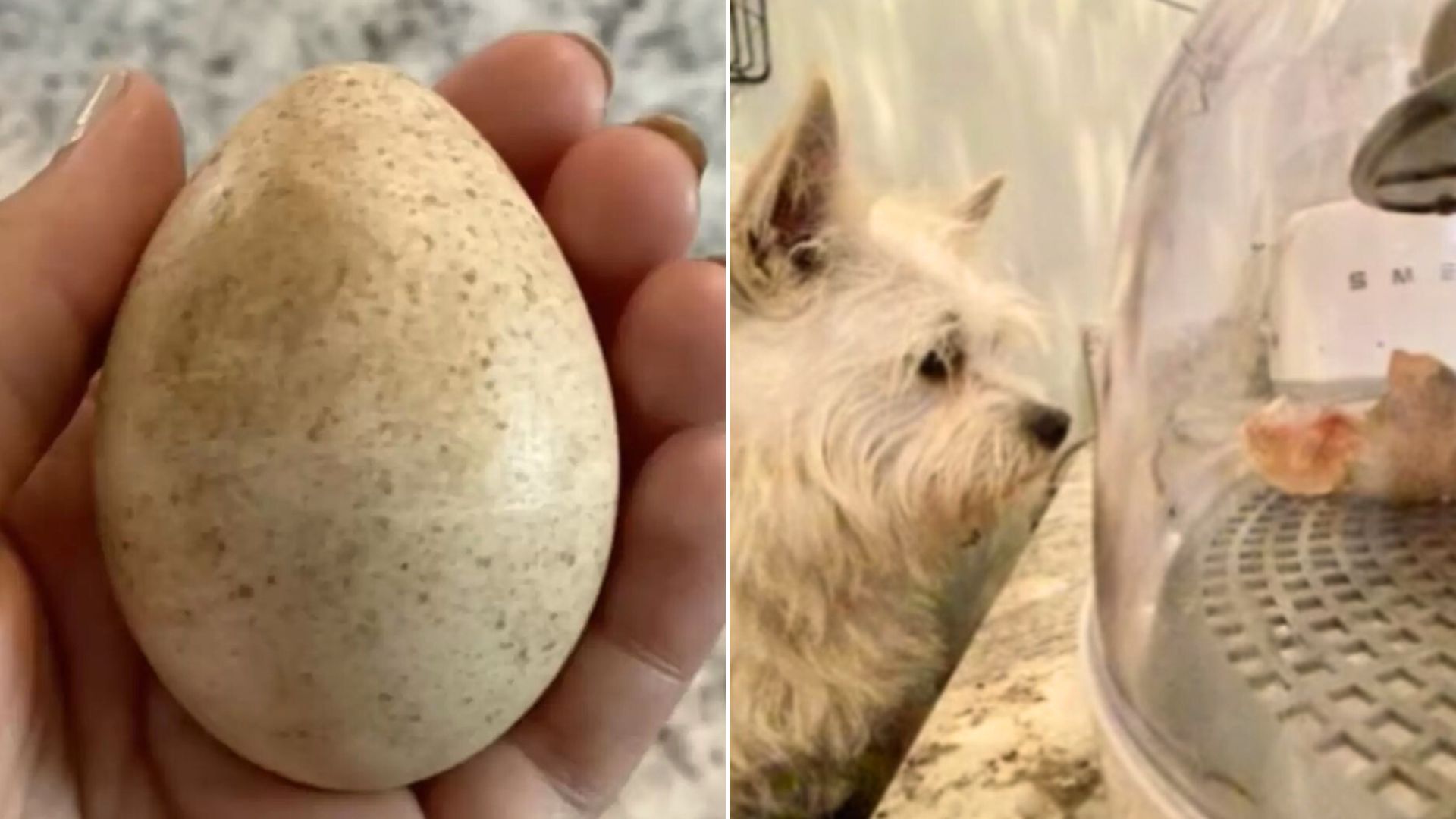 A Sweet Dog Found A Mysterious Egg And Brought It Back To His Mom