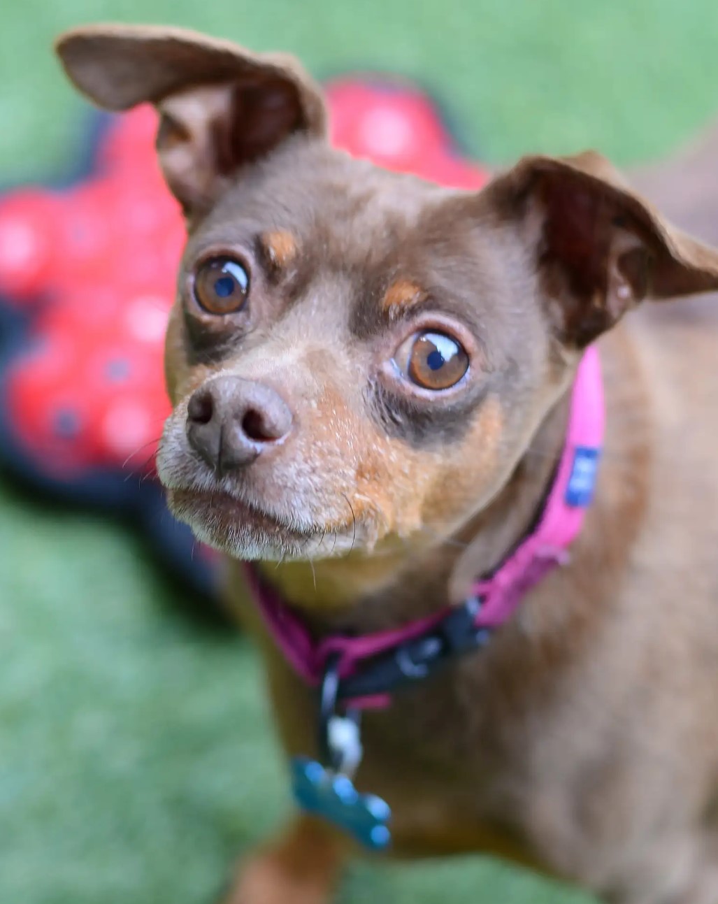 pup looking at the camera