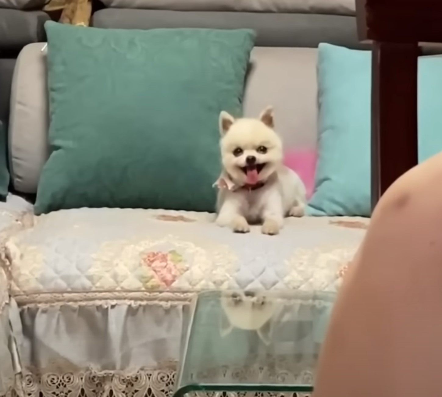 pup lying on couch