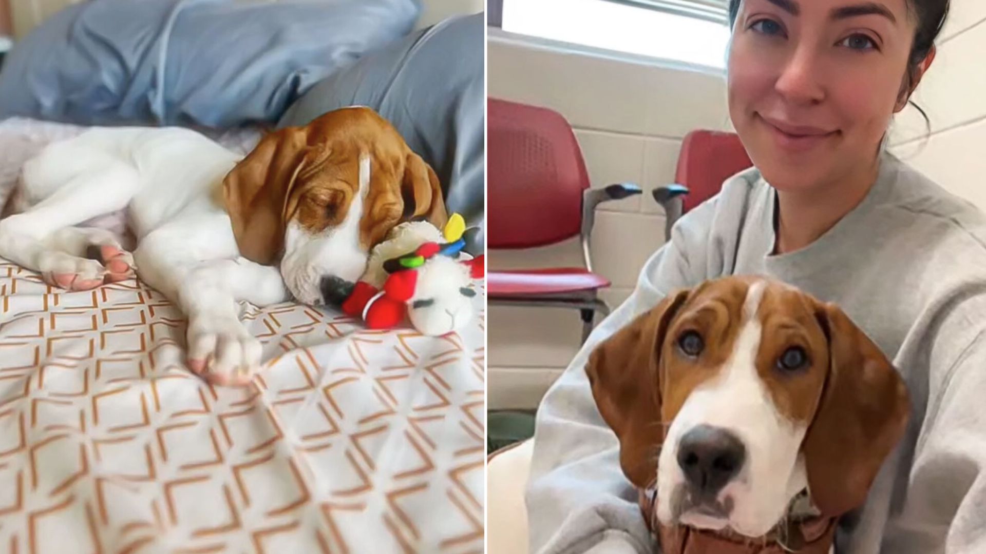 Pup Owner Shocked To Find Her Pup Up For Adoption After She Was Told That He Was Going To Be Euthanized