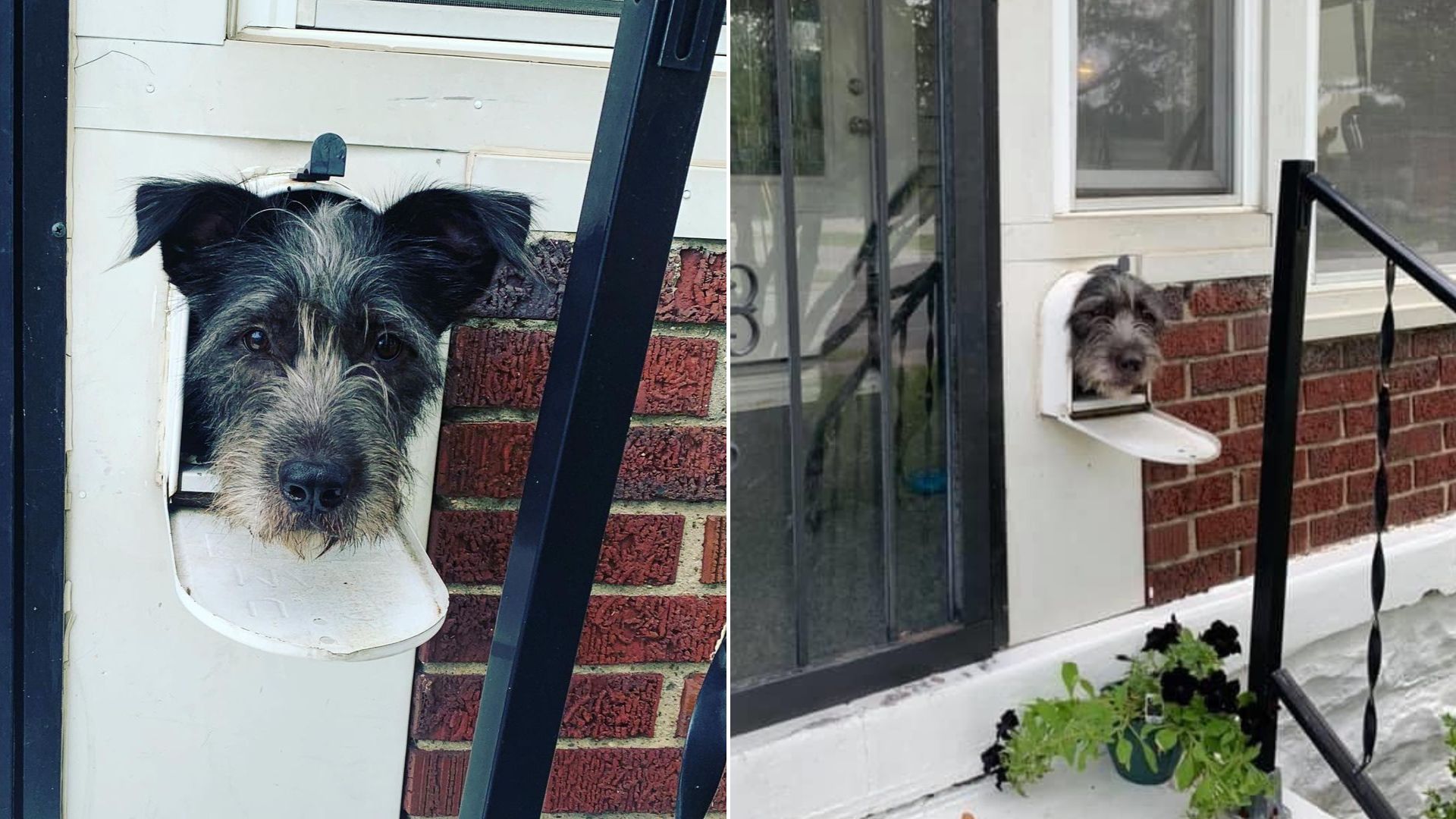 Pup Sticks His Head Out Of The Mailbox And Everyone Loves It, But The Mailman