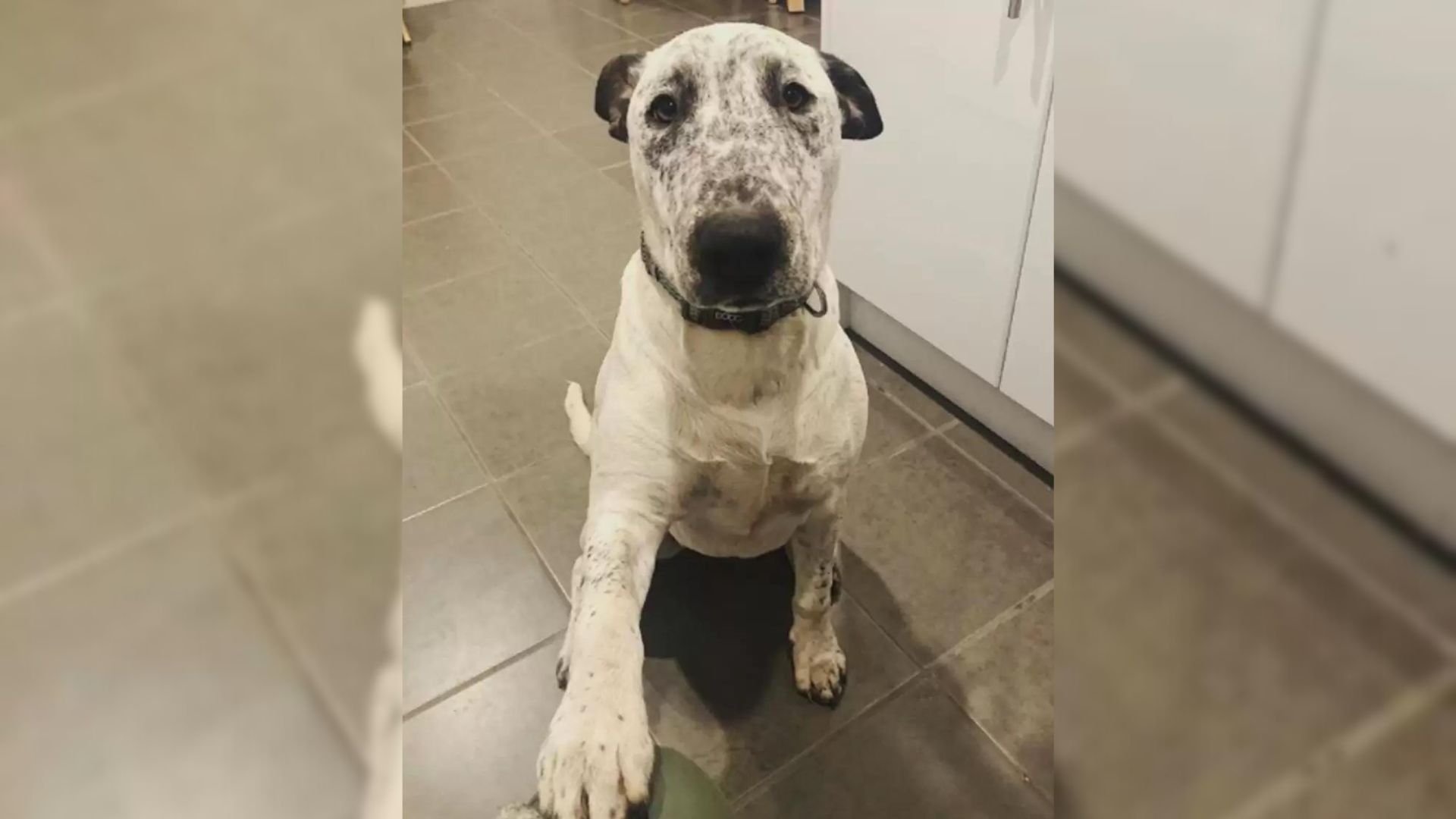 This Shelter Dog Was Rejected Twice Within Only A Few Months And It Broke Her Heart