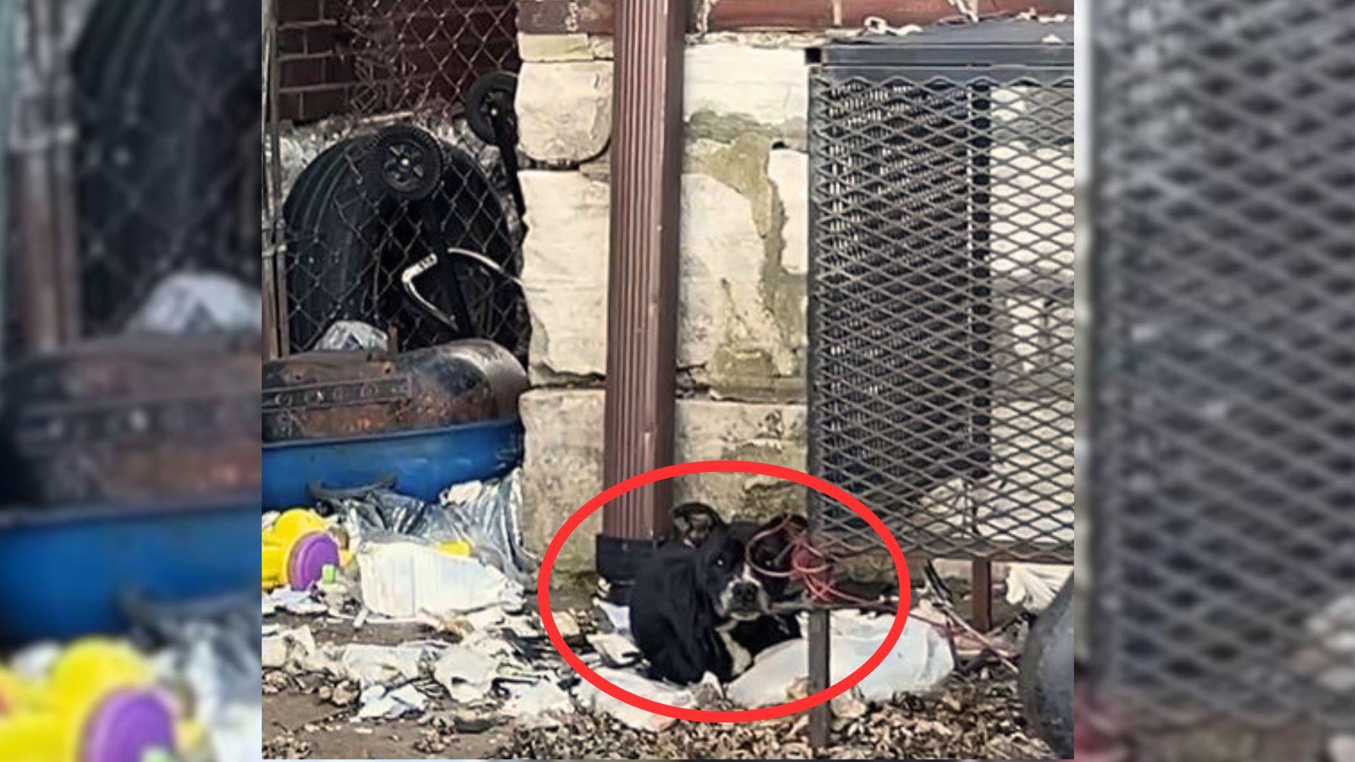 Rescuers Were Shocked To See This Friendly Pup Who Was Tied To A Cage Her Whole Life