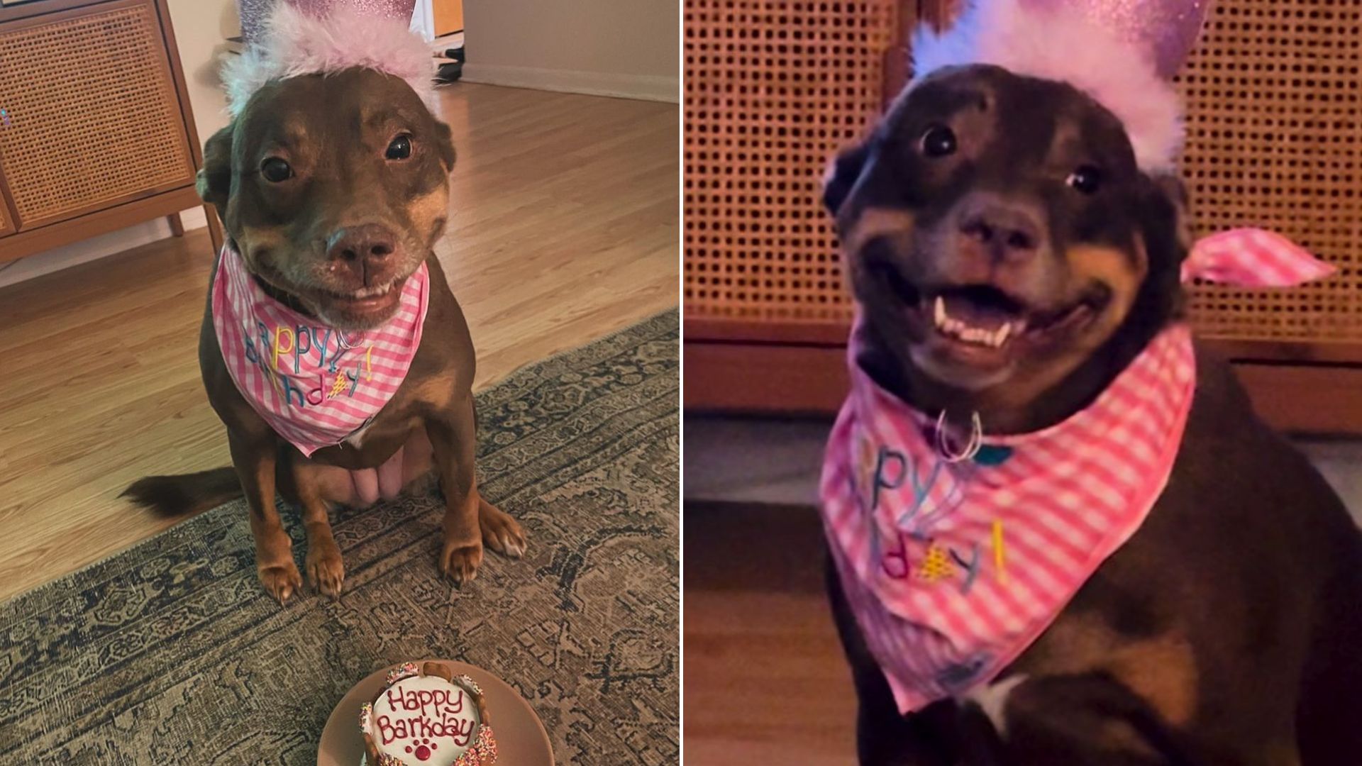 Sweet Pup Who Recently Crashed Her Parent’s Wedding Couldn’t Believe That She Got A Party Of Her Own