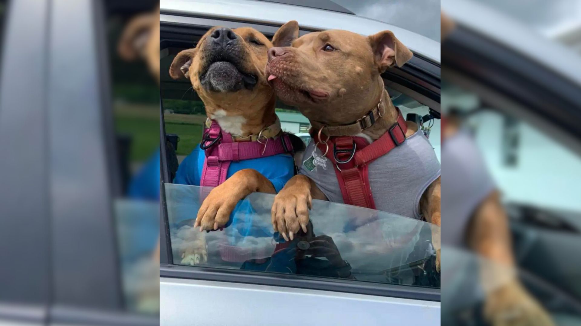 Dog Who Spent a Year Waiting for a Forever Home Leaves Shelter Ecstatic with a New Best Friend