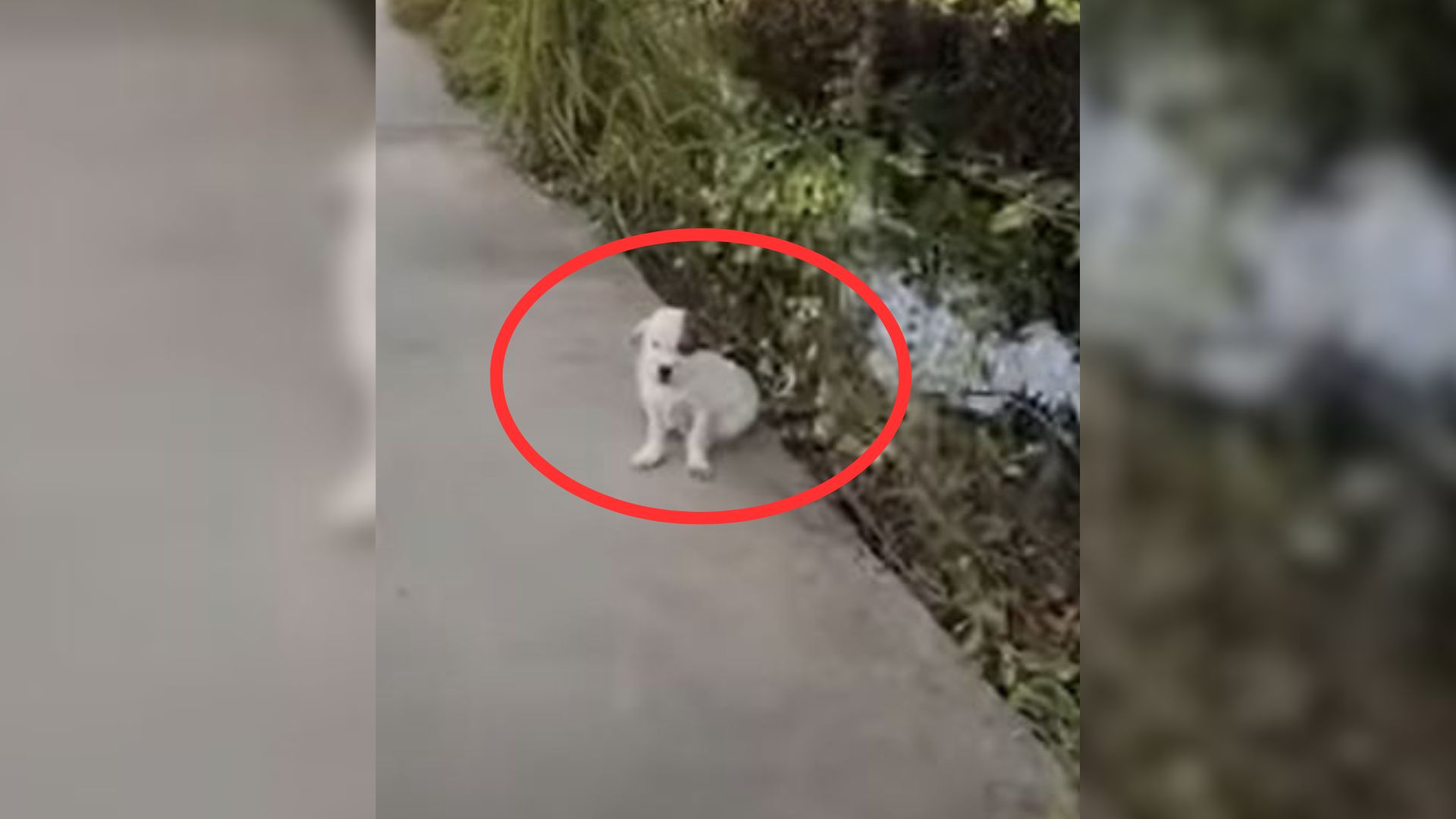 Tiny Puppy Completely Covered In Ticks Waits By The Road, Hoping To Be Rescued