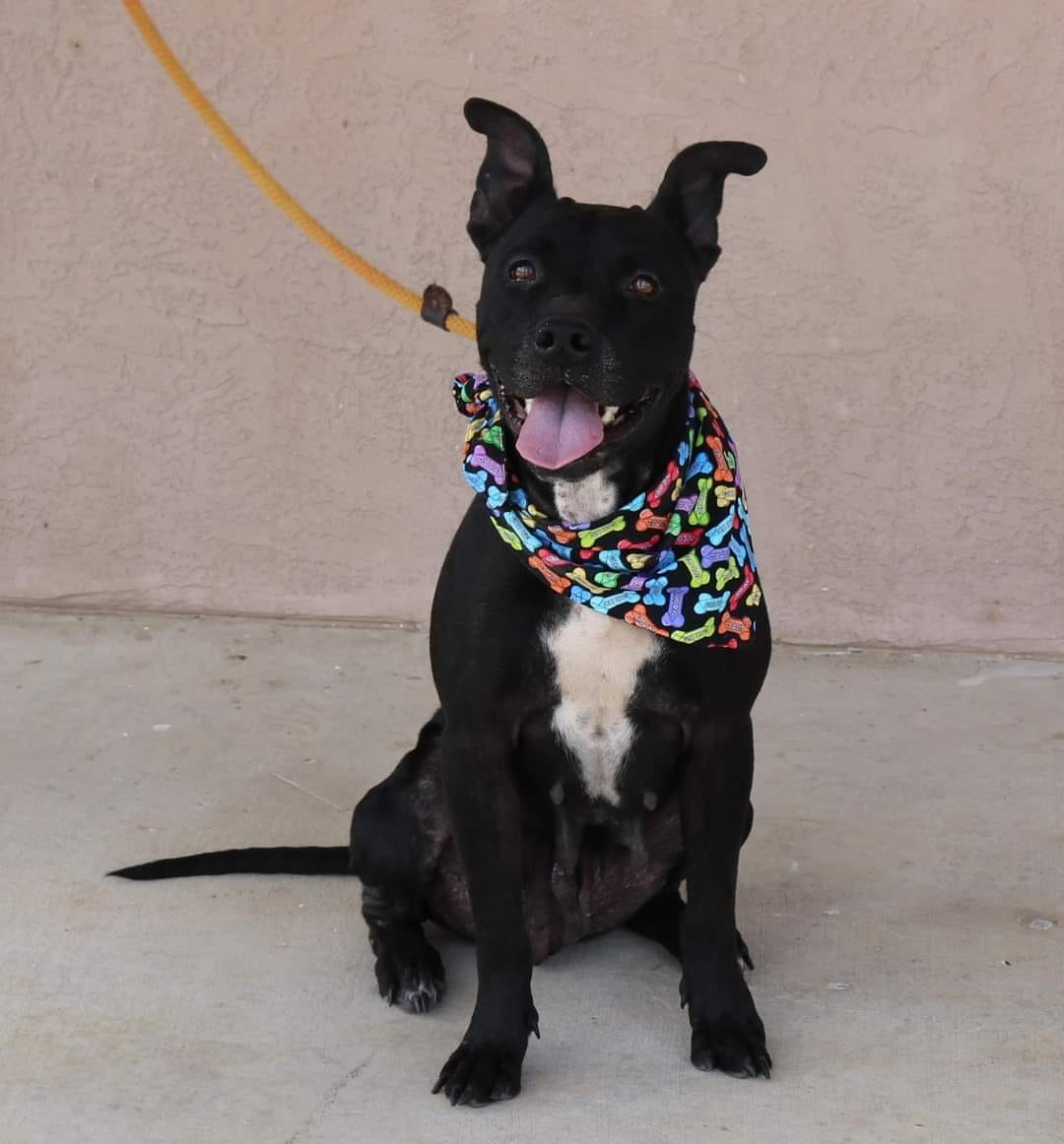 pup with a colorful bandana