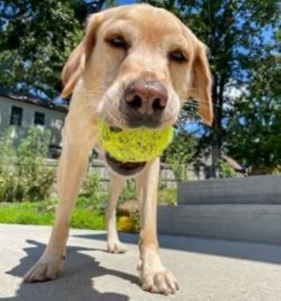 pup with a yellow ball