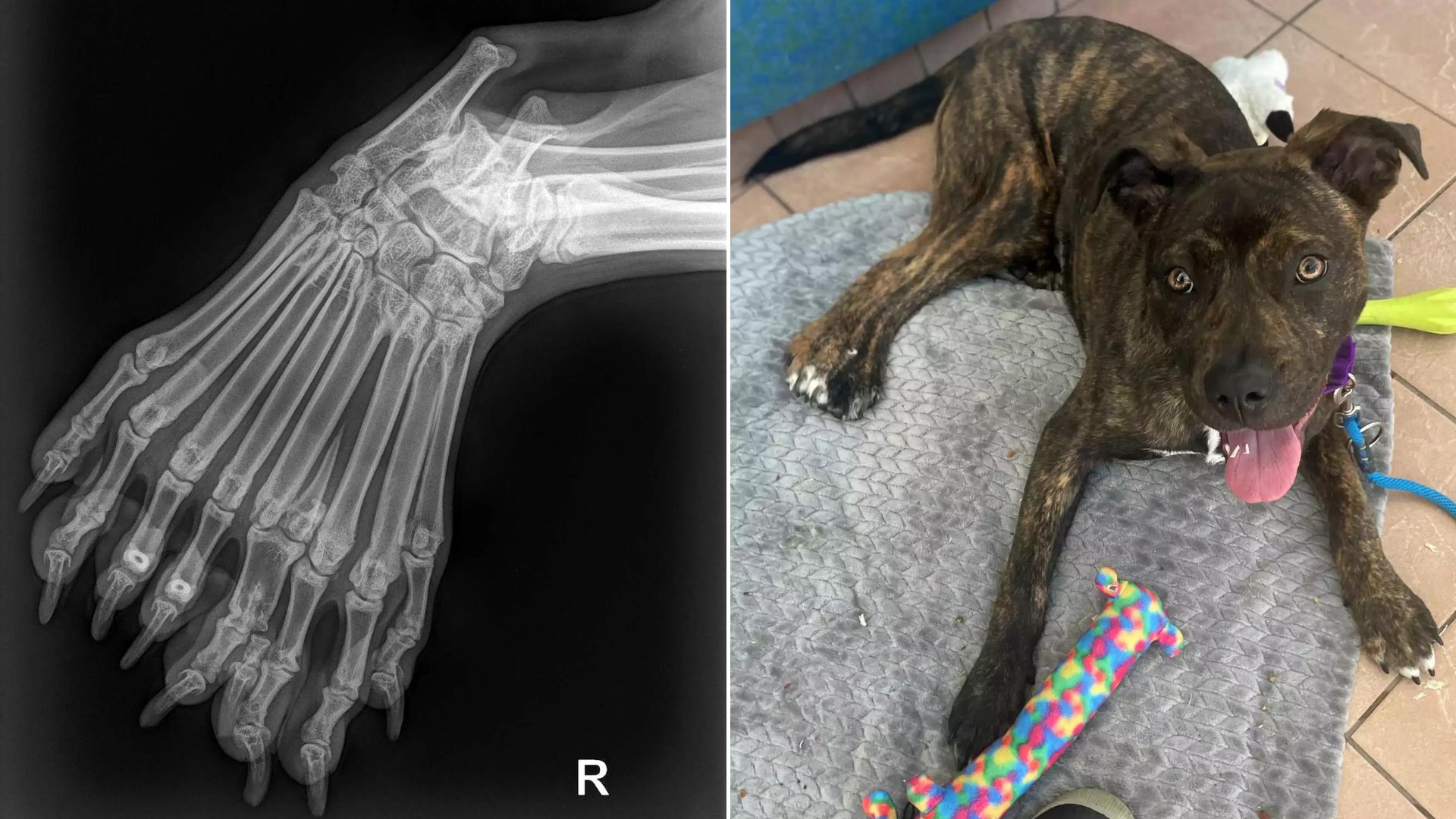 Pup With An Extremely Unusual Condition Is Asking For A Loving Furever Home