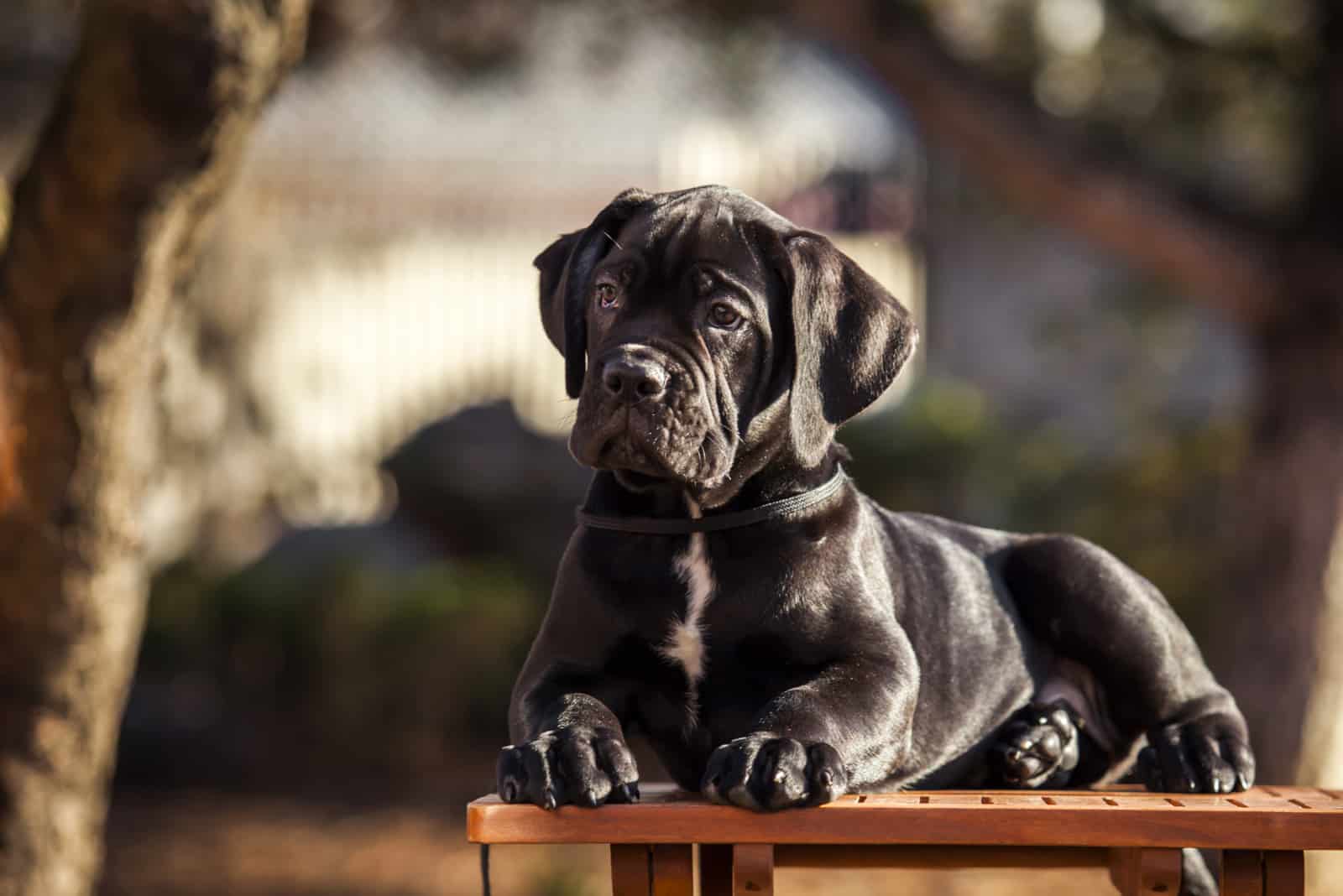 puppe sitting on bench in park