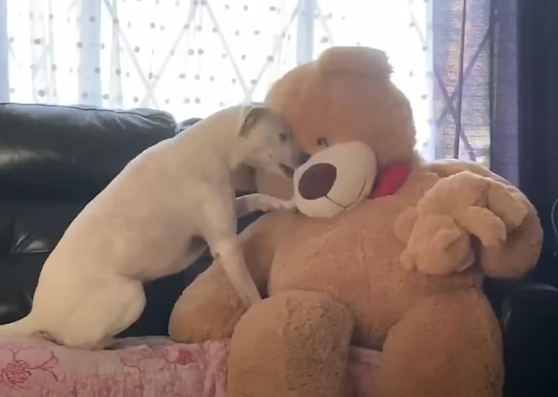 Puppie with teddy bear