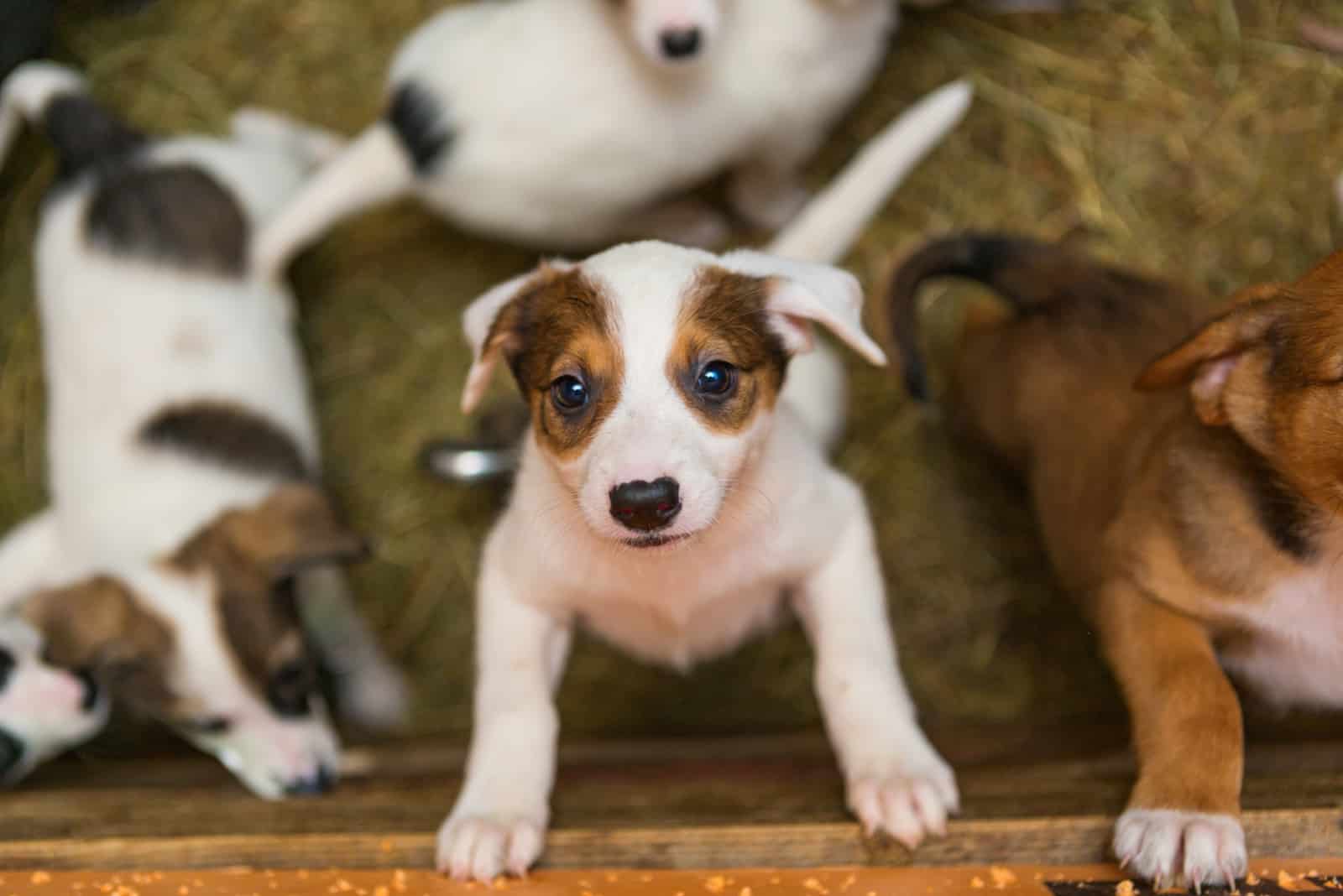 puppies at animal shelter