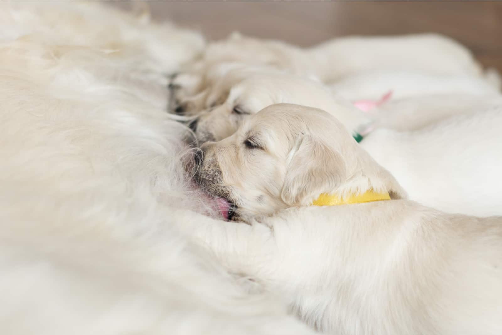 puppies breastfeed mother