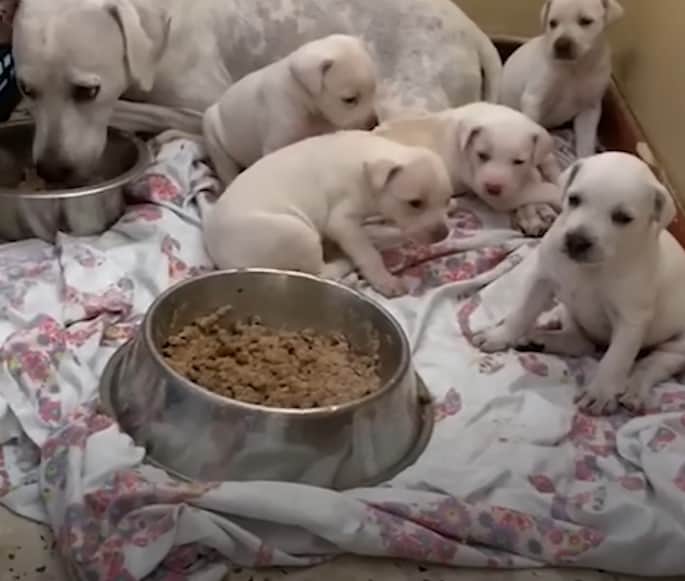 Puppies eating