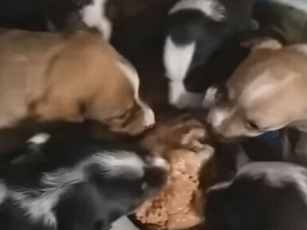 puppies eating