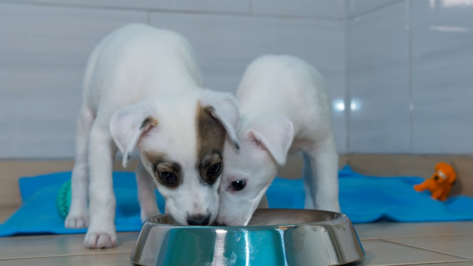 puppies eating from bowl