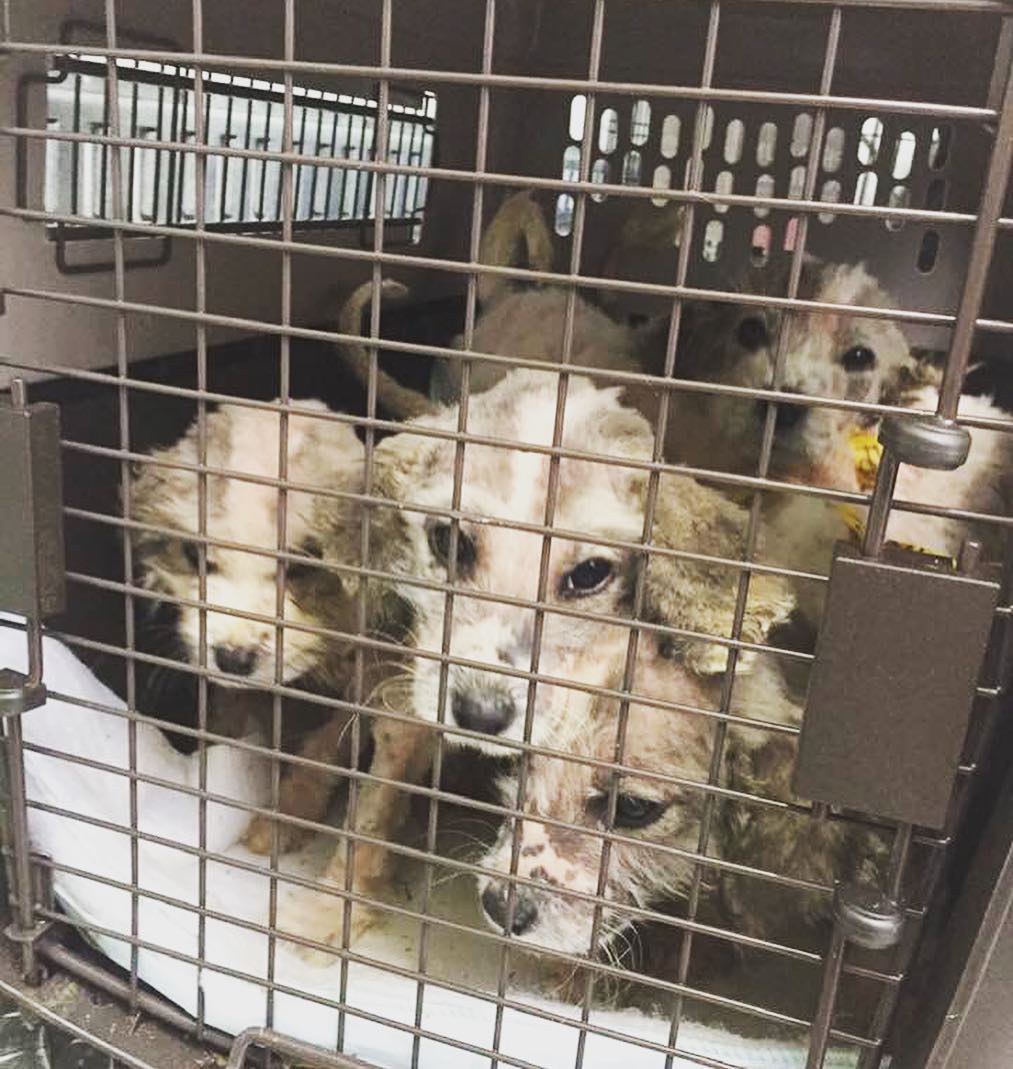 puppies in a crate