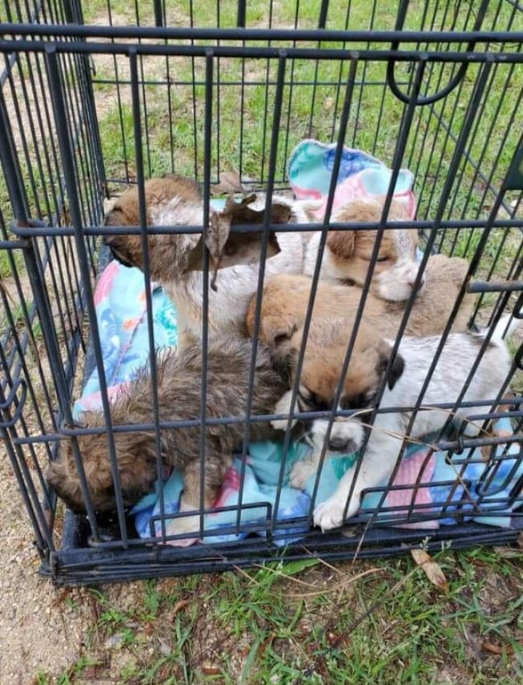 puppies in a cage on the ground
