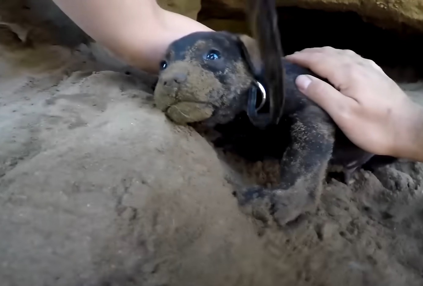 puppies in a cave