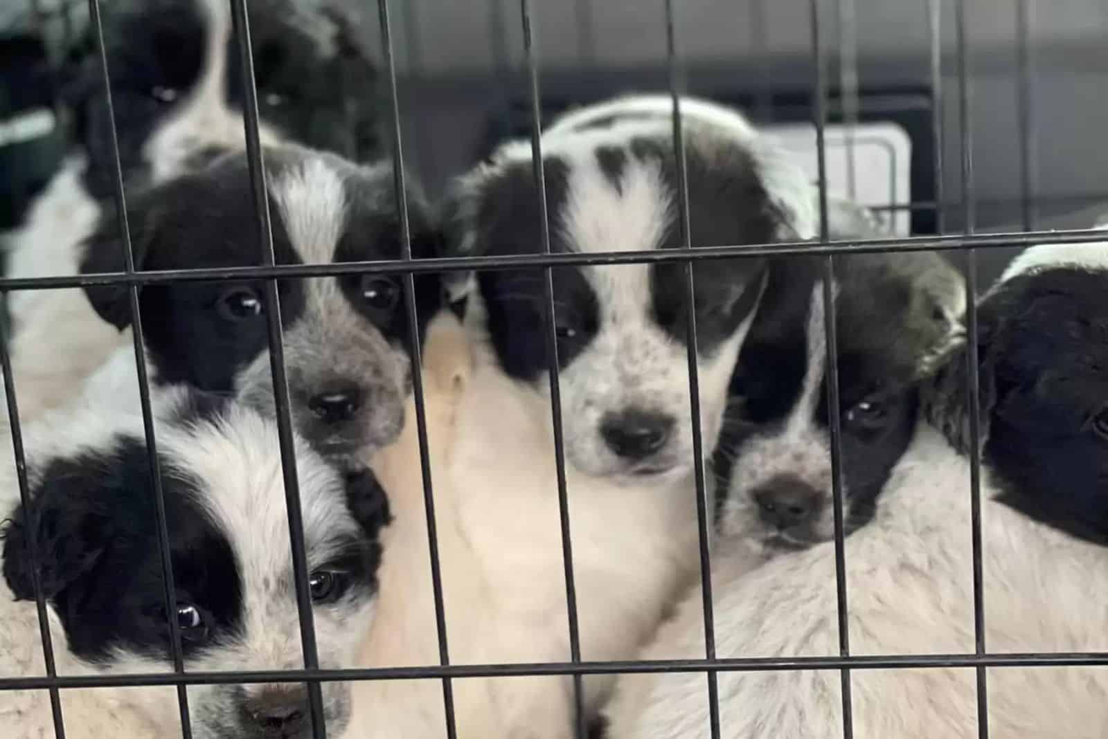 puppies in a crate at the shelter