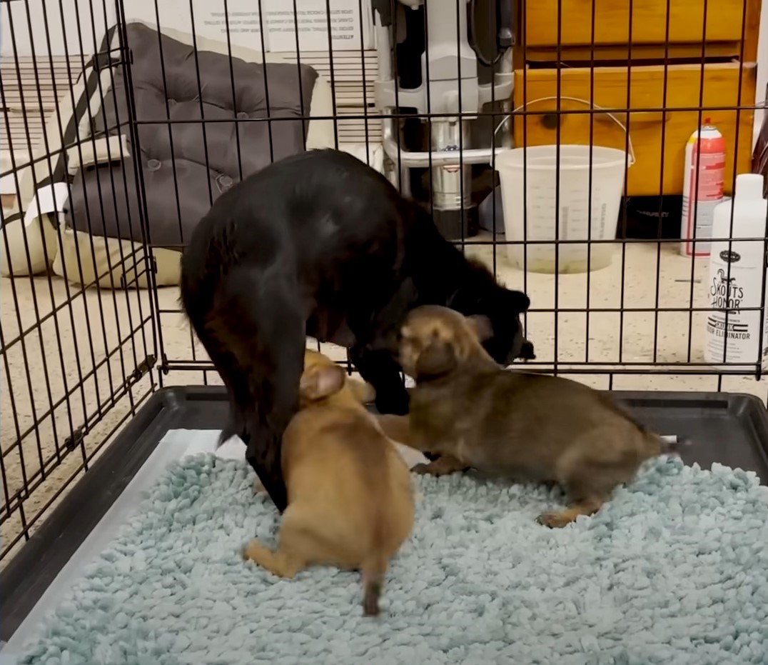 puppies in a crate with their mom