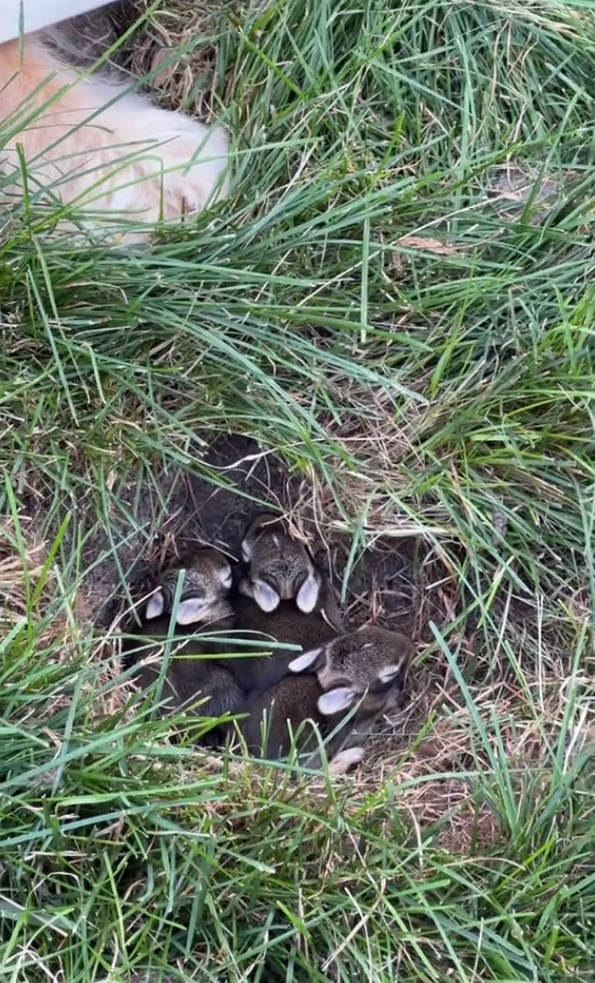 puppies in a grass