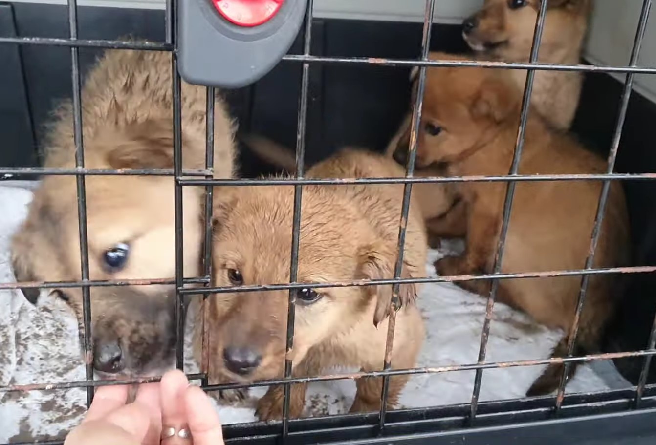 puppies in a kennel