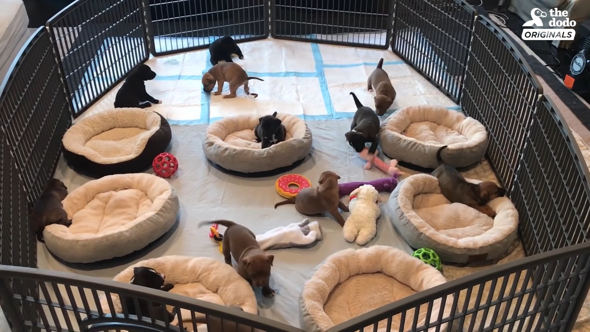 12 small puppies playing a play pen