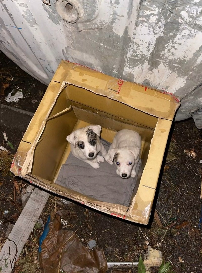 two white puppies in a cardboard box