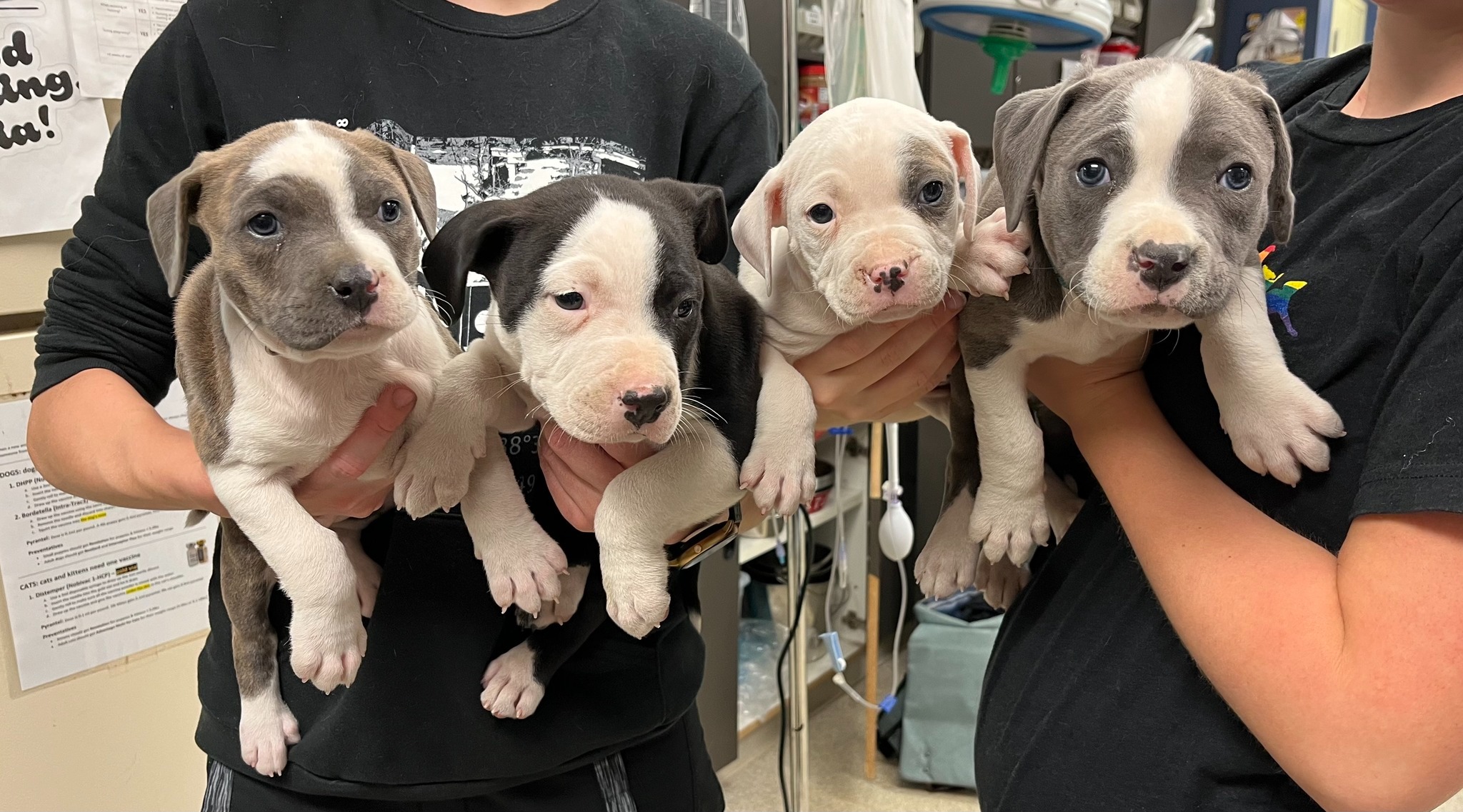 puppies in hands