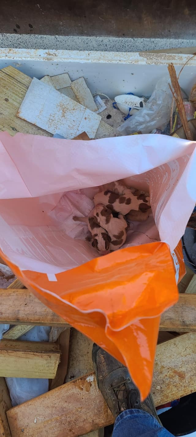 puppies in the bag