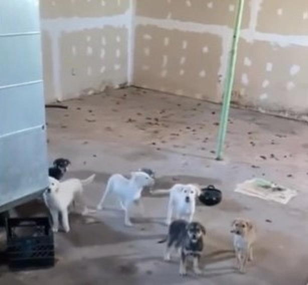 puppies in the deserted basement