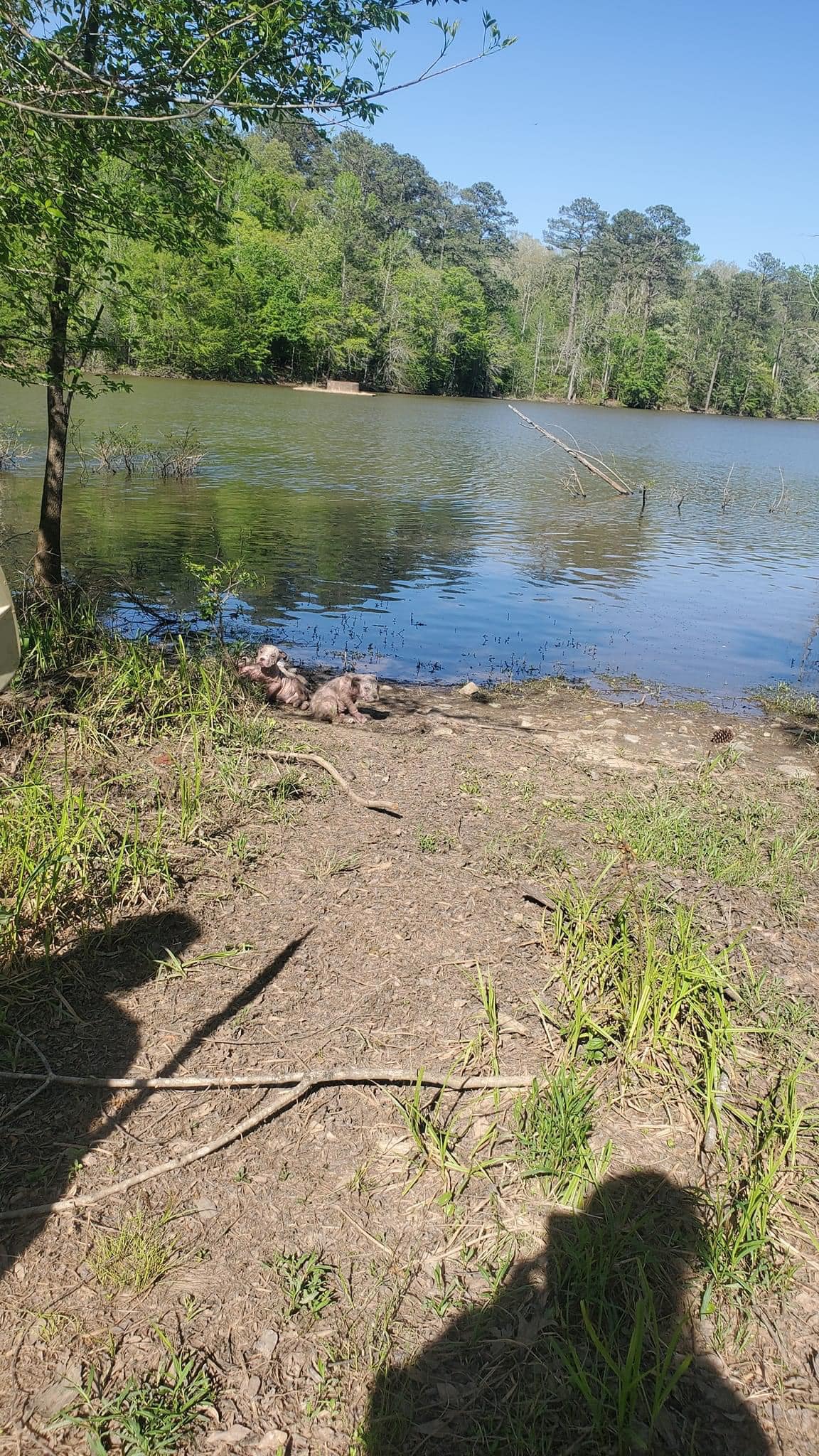 puppies in the lake