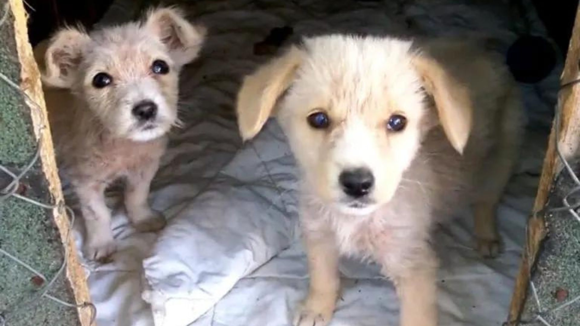 A Bonded Pair Of Puppies Dumped By The Road Get Their Second Chance