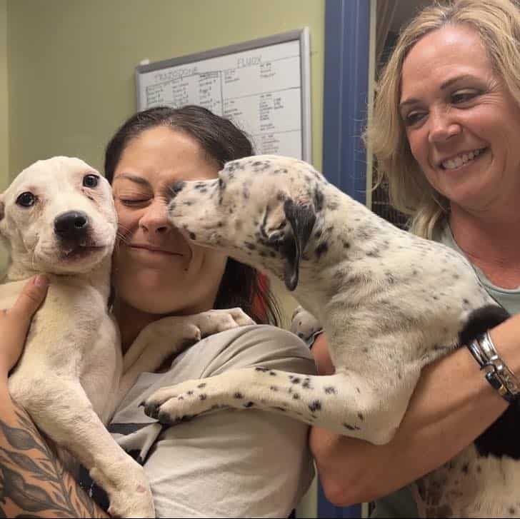 puppies licking woman