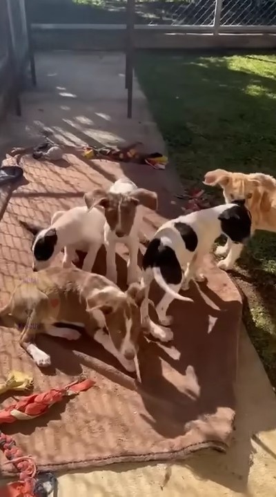 puppies lying in the sunshine