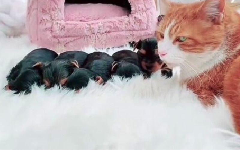 puppies lying next to a cat