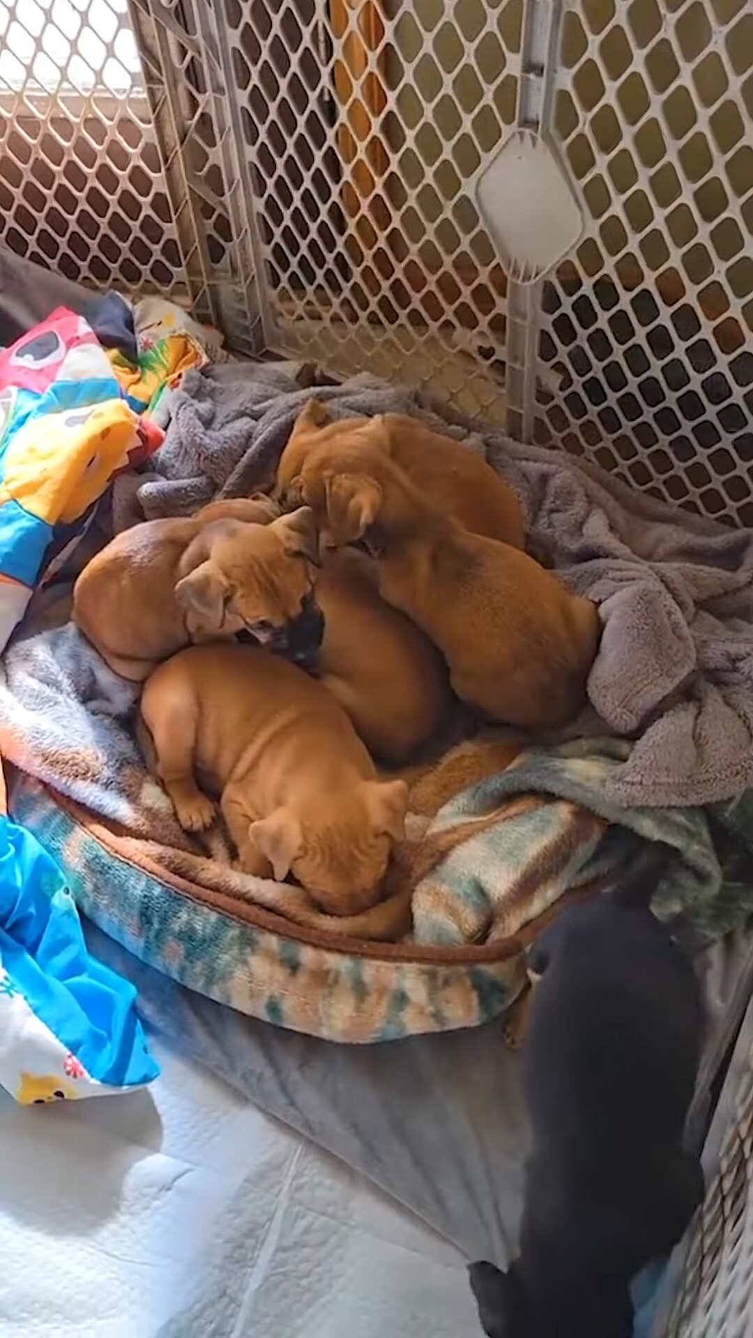 puppies lying on blankets indoors