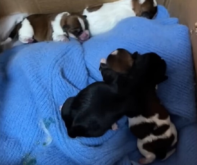 puppies lying on blue blanket