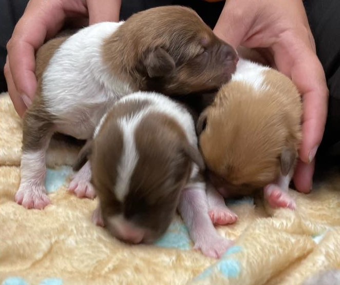 puppies lying together