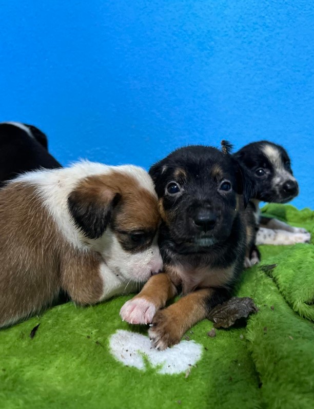 puppies on a green blanket