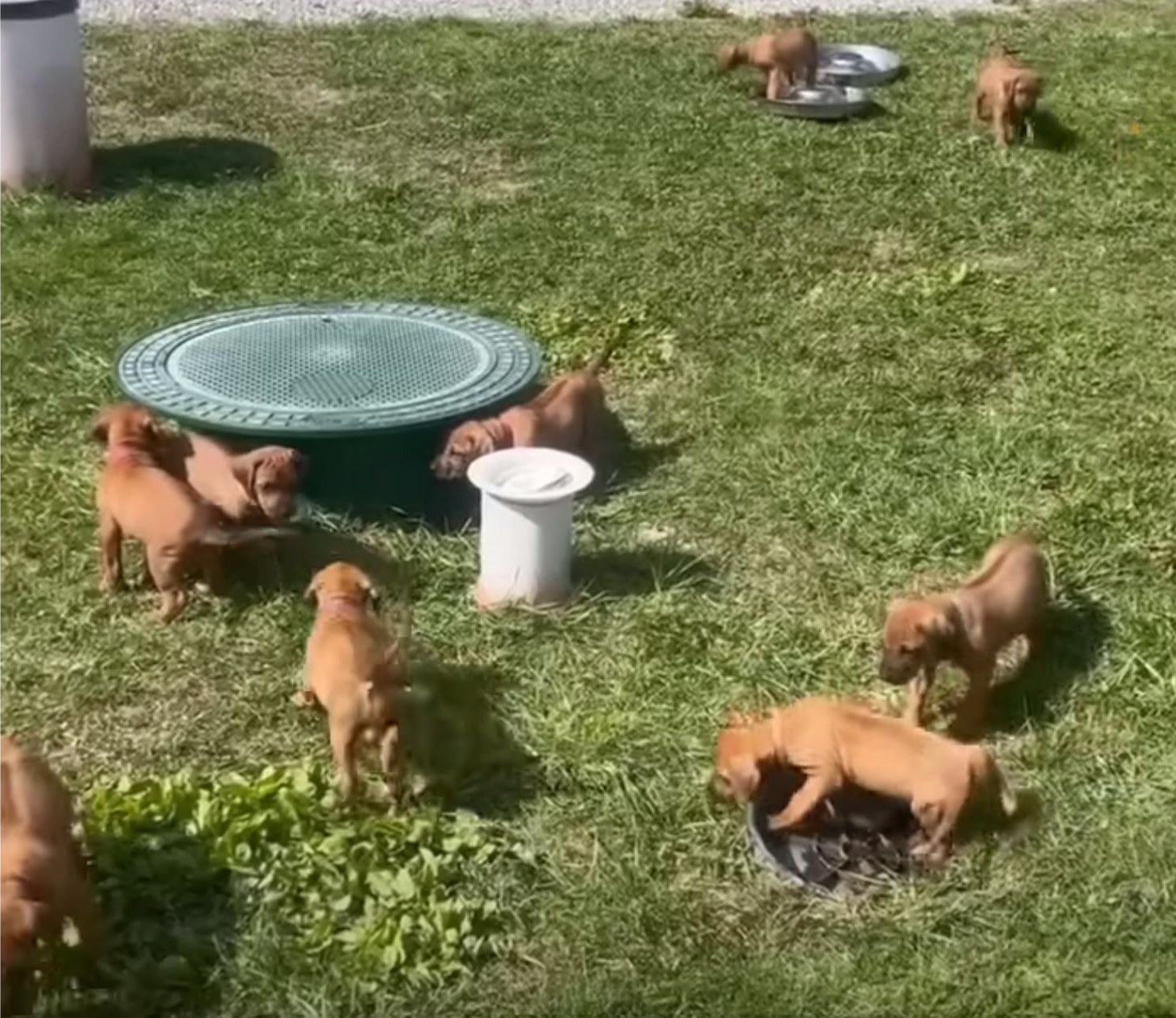 puppies on green grass